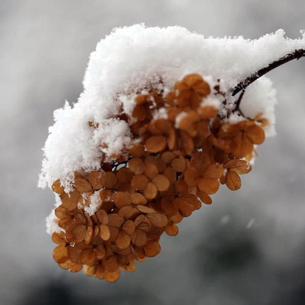 Iarna Revine \ Winter Returns @ Magical Garden