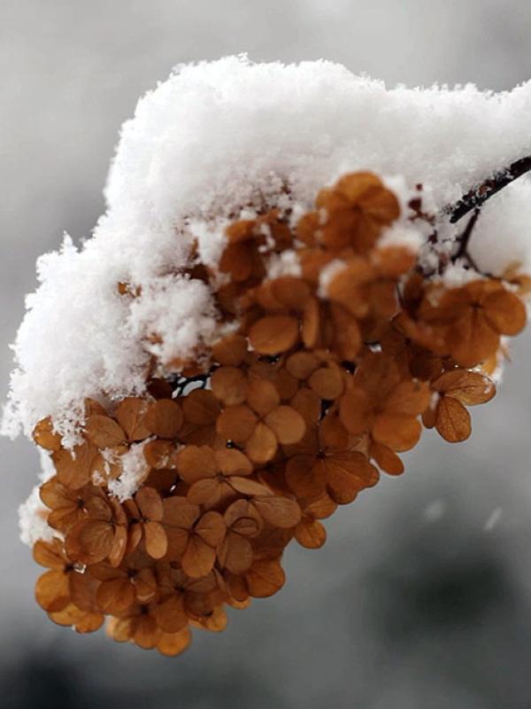 Iarna Revine \ Winter Returns @ Magical Garden