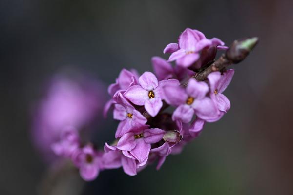 Inceput de Primavara \ Early Spring @ Magical Garden
