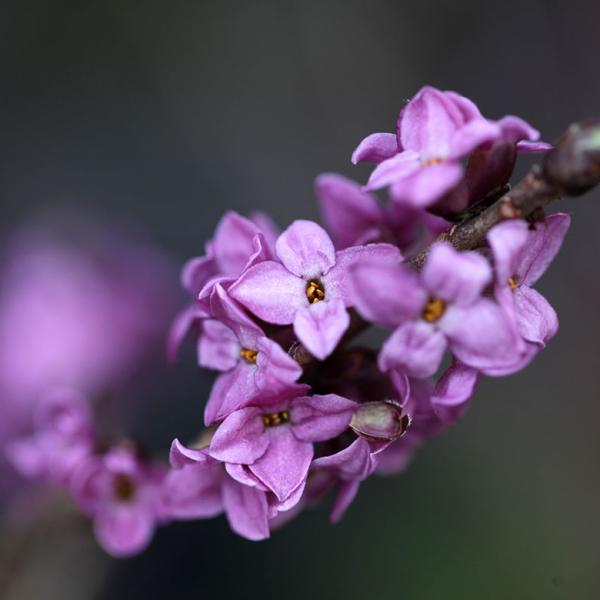 Inceput de Primavara \ Early Spring @ Magical Garden