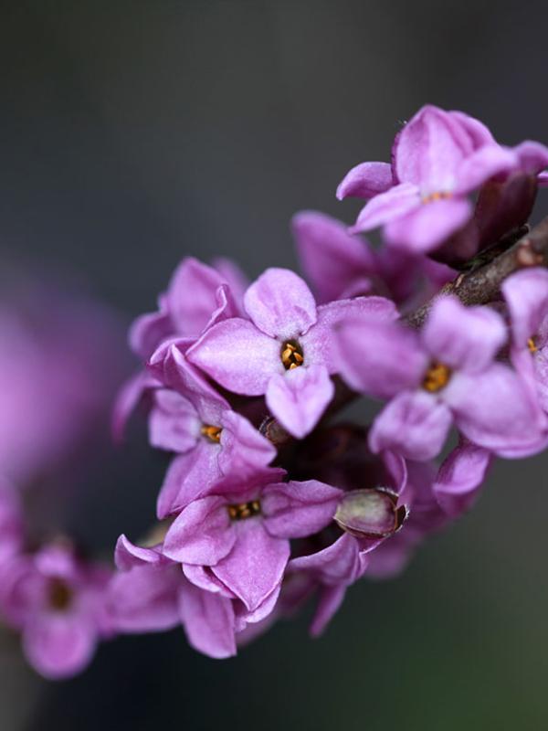 Inceput de Primavara \ Early Spring @ Magical Garden