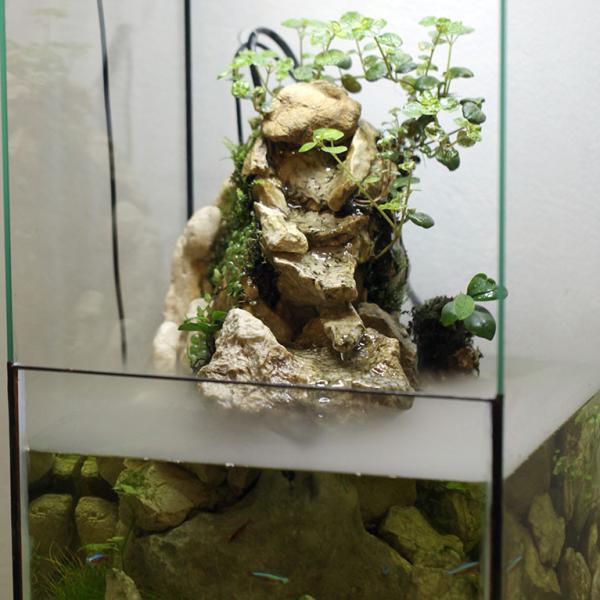 Paludarium Cascada cu Ceață: Oază de Micro-Ecosistem