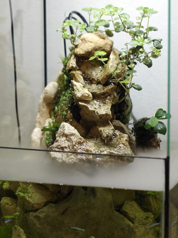 Paludarium Cascada cu Ceață: Oază de Micro-Ecosistem
