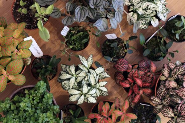 Plante recomandate in Terarii