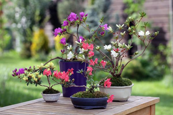 Rhododendron Japonicum - Azalee