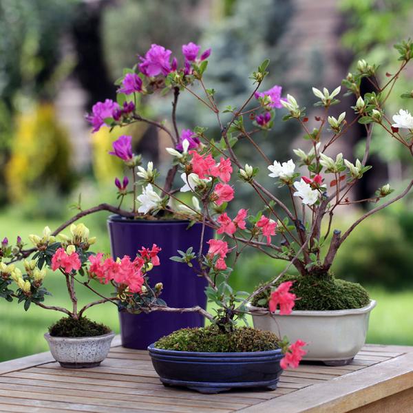 Rhododendron Japonicum - Azalee