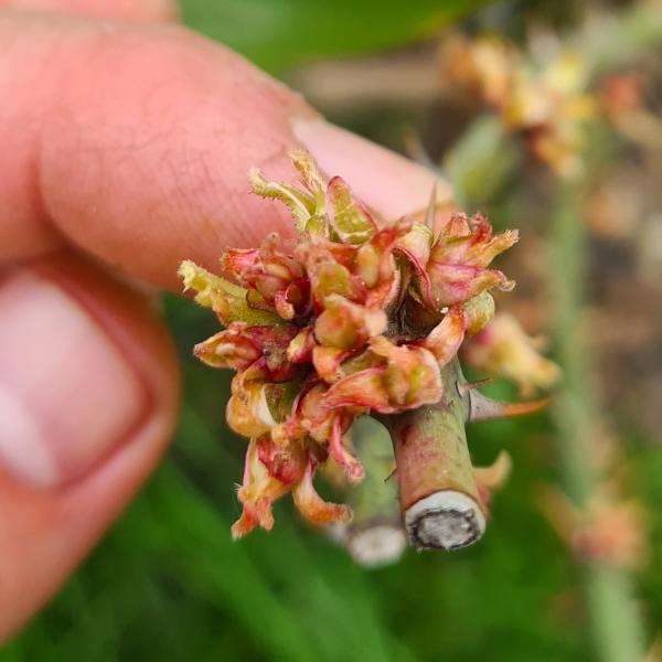 Rozeta Trandafirilor