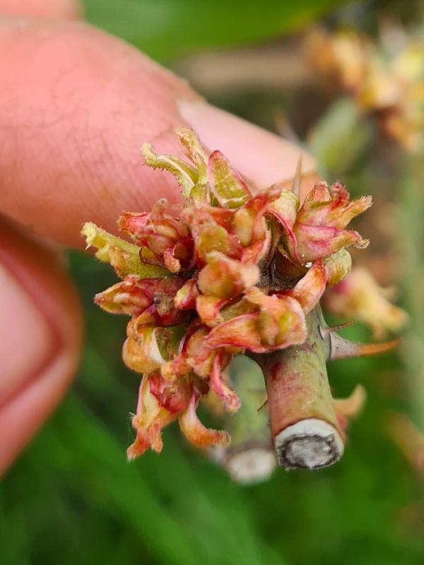 Rozeta Trandafirilor