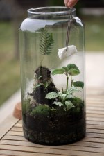 Terarii Personalizate