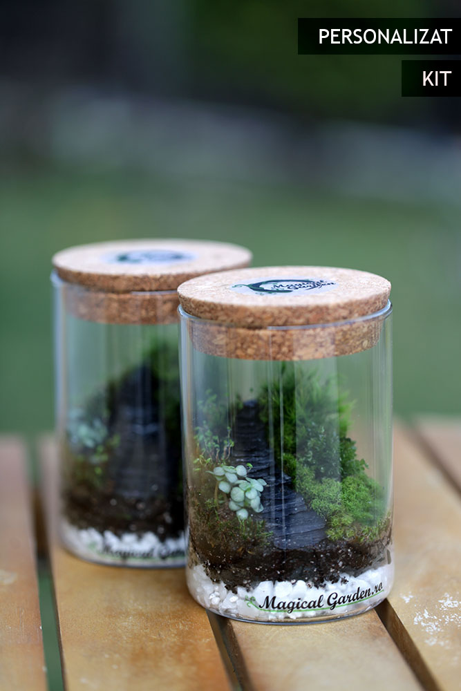 Terariu Scara KIT .1