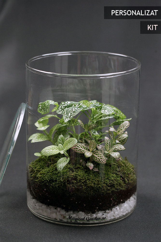 Design Terariu Vaza .7 KIT