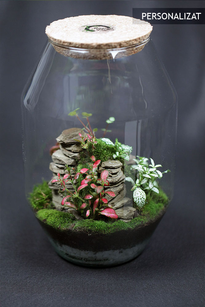 Terariu Conic Munte in Trepte .11