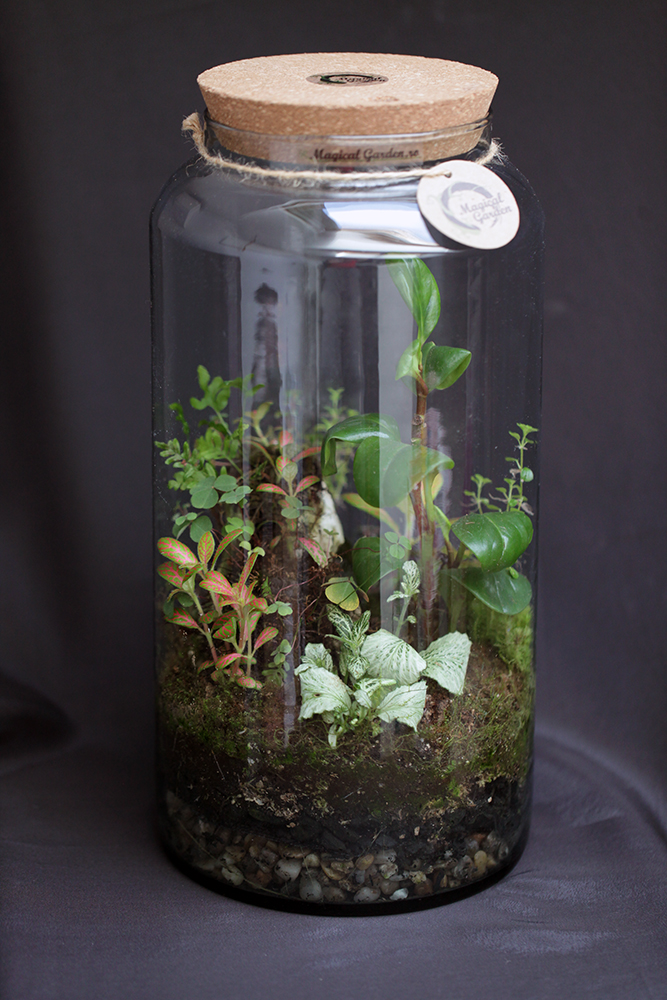 Terariu Premium Jungle Rock