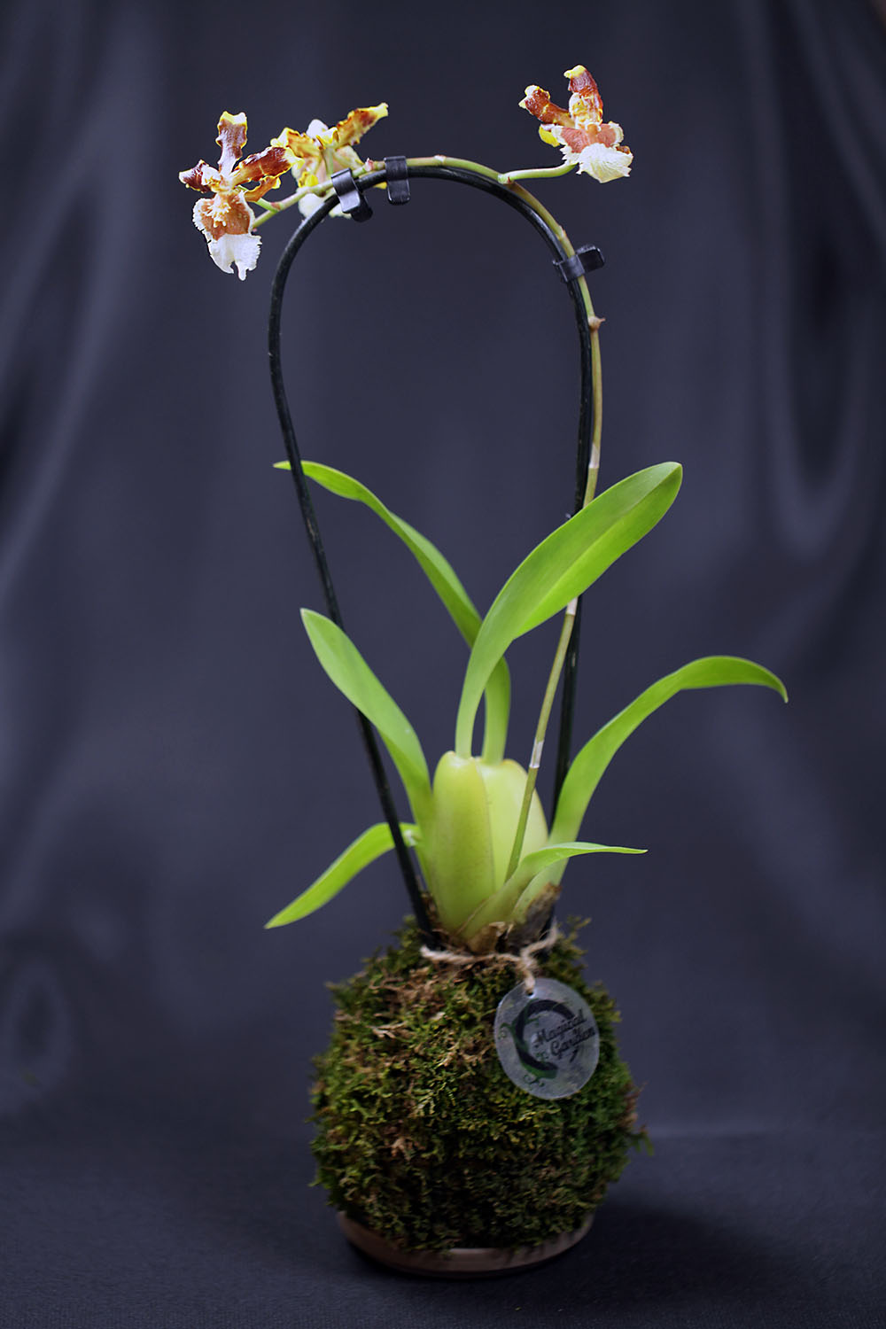 Oncidium maculatum - Orhidee 'Dancing Lady'