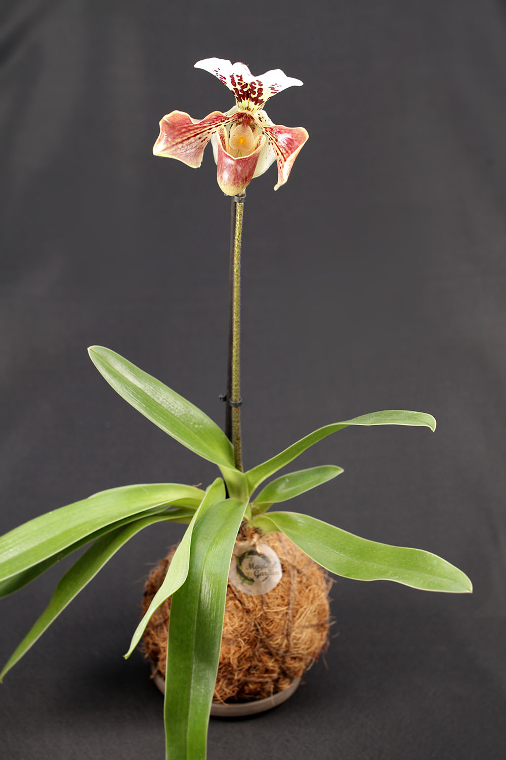 Kokedama Paphiopedilum 'Chi Chi'