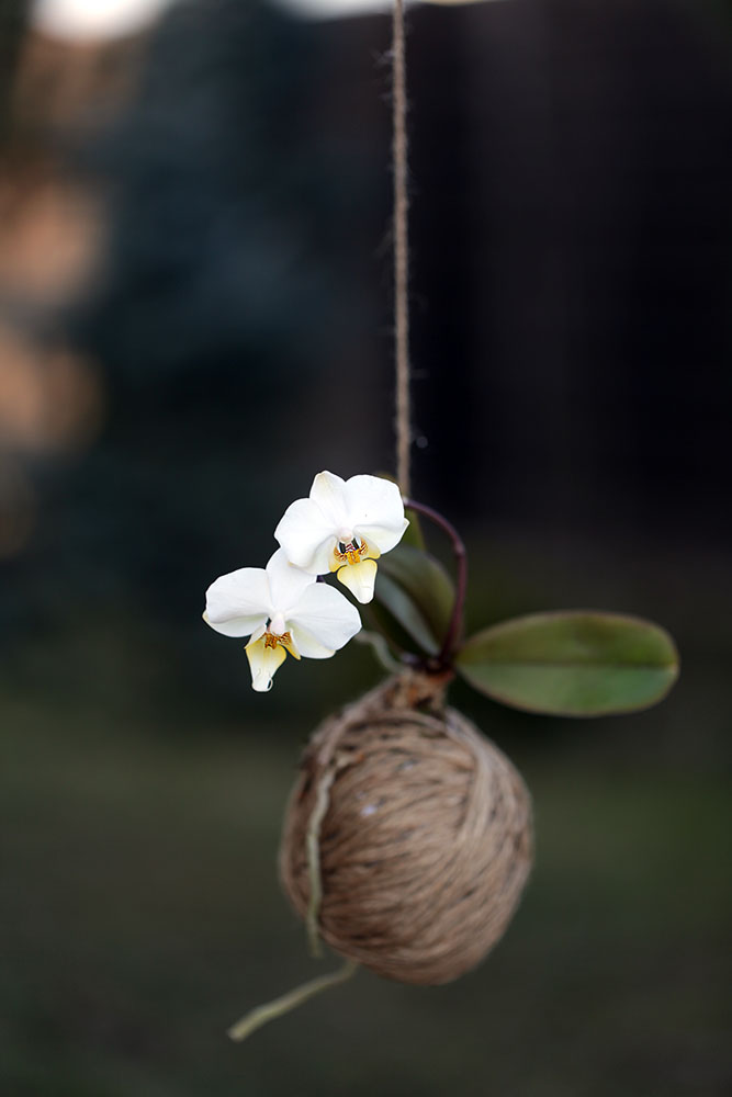 Kokedama Orhidee Phalaenopsis