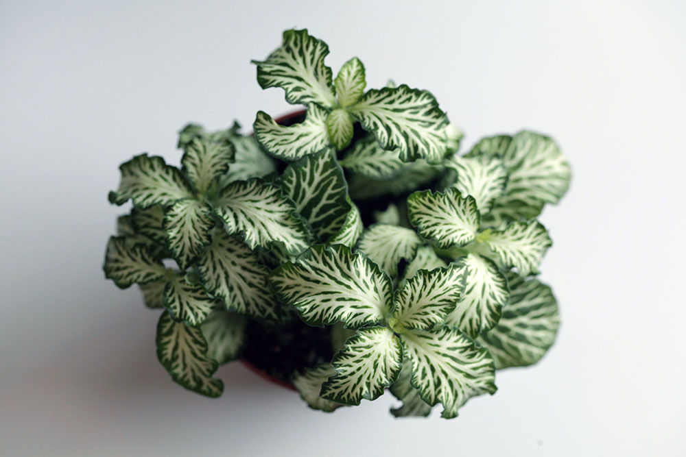 Fittonia Albivenis Verde
