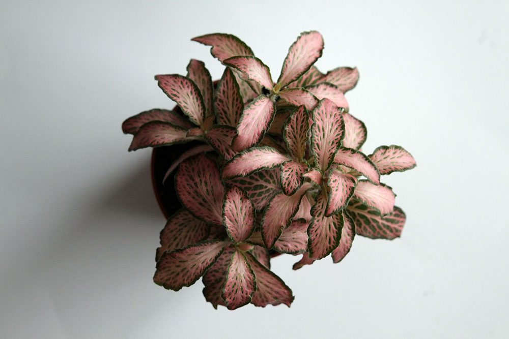 Fittonia Rosa