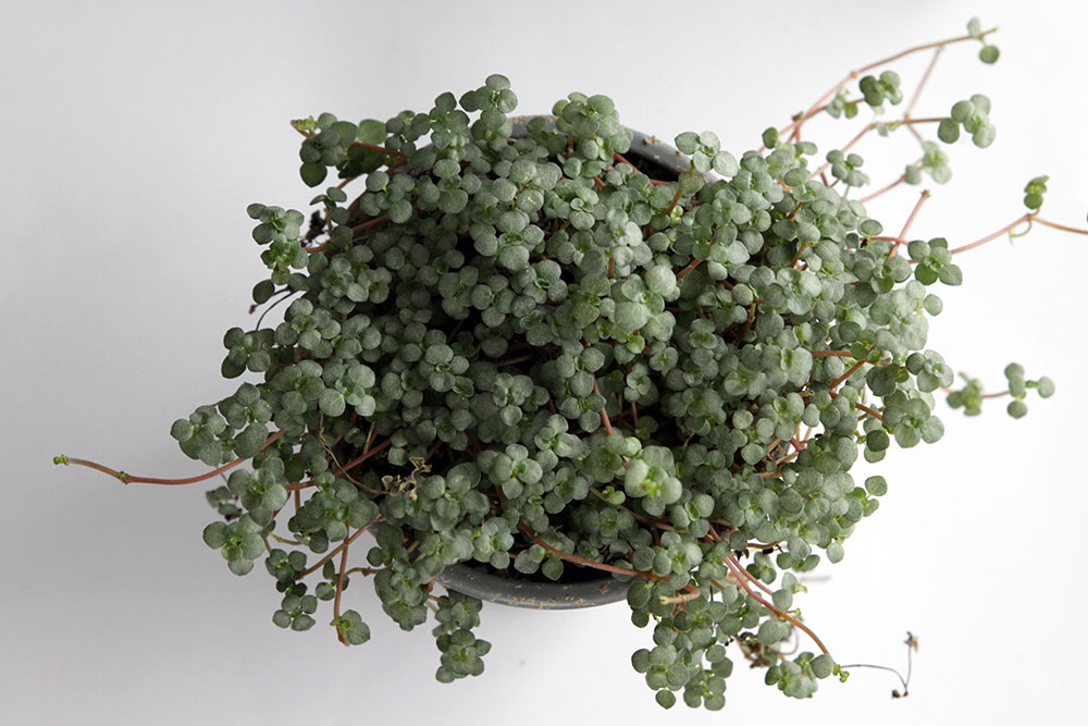 Pilea Glauca Greyzy
