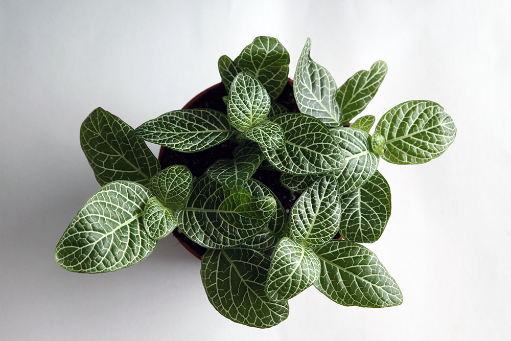 Fittonia Albivenis