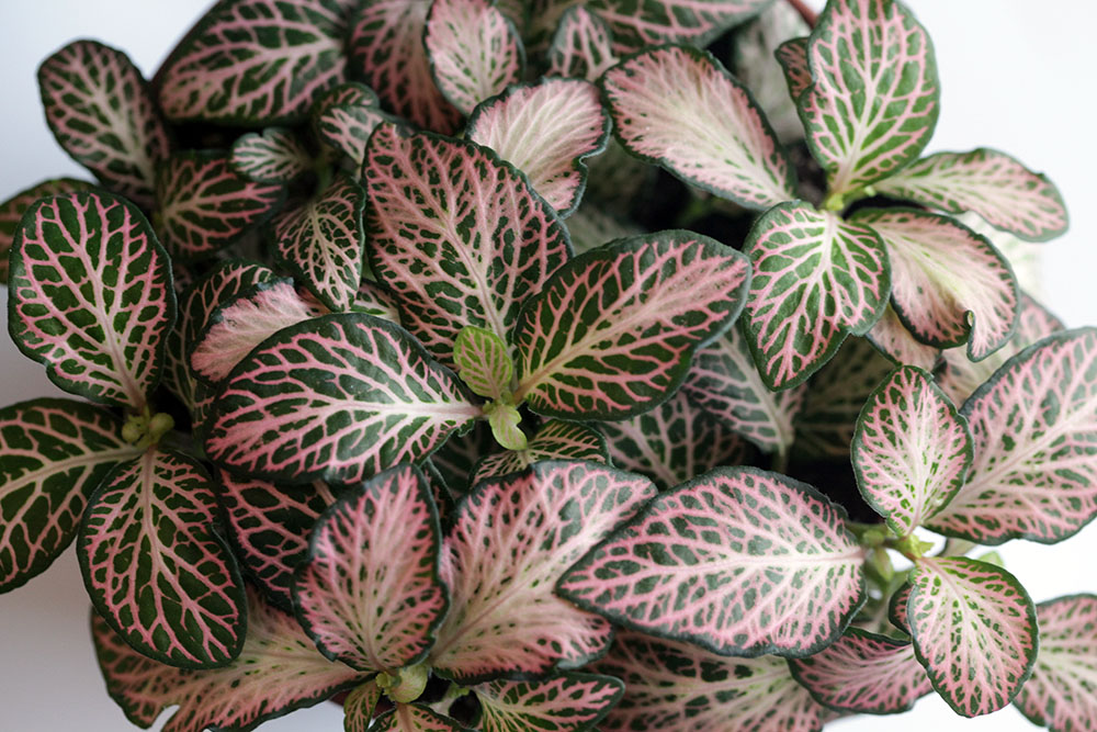 Fittonia Zalm Star