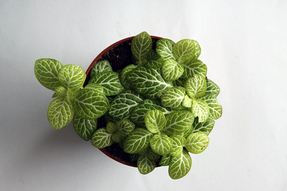 Fittonia Joly Lemon