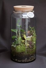 Terariu Premium Jungle Rock