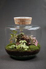 Terariu Butoias Meteorit .10