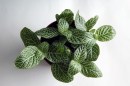 Fittonia Albivenis