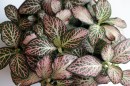 Fittonia Zalm Star