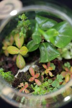 Terariu Premium Jungle Rock